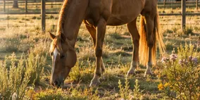 Managing a small property in a sustainable way - With a focus of horses