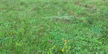 Property weed management - Murwillumbah