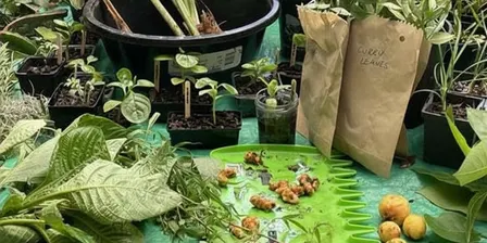 Crop Swap: Plants, Seeds & Produce- November 2026