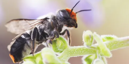Buzzing about Native Bees with Dr Kit Prendergast