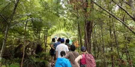 Te Nikau Pā, Clevedon Scenic Reserve | Guided Ranger Walk