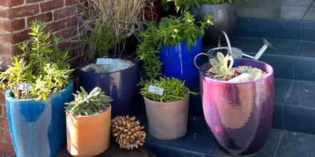 California Native Plant Container Gardening with Lou Avery Douglas — Sept 26, 2026