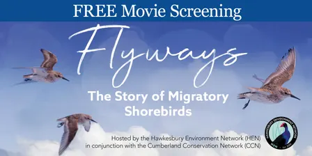 FREE Movie Screening – 'Flyways' an award-winning Australian film – the story of migratory shorebirds
