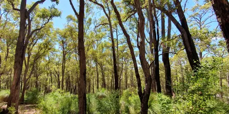 City of Armadale Plenary 2026: Why Protection Is Better Than Restoration For Our Jarrah Forest