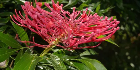 Gondwanan Plants of the North Shore Illustrated Talk by Dr Peter Weston