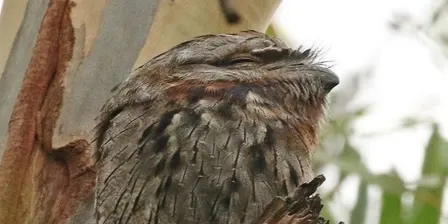Bird Walk and Talk (What Do Birds Eat?)