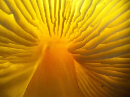 (IN-PERSON) Finding Wild Mushrooms: Reading the Forest Floor and More
