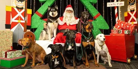 Boxers and Bullies Christmas Photos