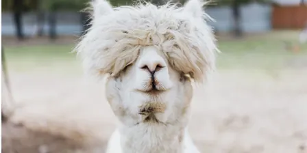 Reading with an Alpaca
