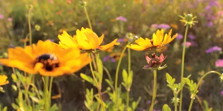 Wildflower Wonder Walk: Moody Branch