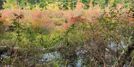 Gowing's Swamp Invasives Pull