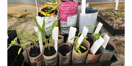 Youth Seed Planting for Homegrown Food