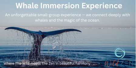 Whale Immersion Experience Noosa