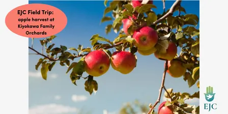 EJC Field Trip: Apple Harvest at Kiyokawa Family Orchards