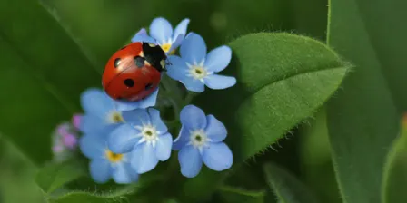 Don't Squash That Bug!