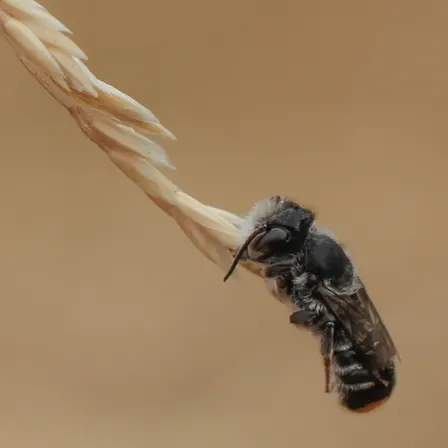 Bugs in my backyard - Biosis to Bushland week