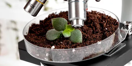 Gardening with Microbes: Life Beneath Your Feet