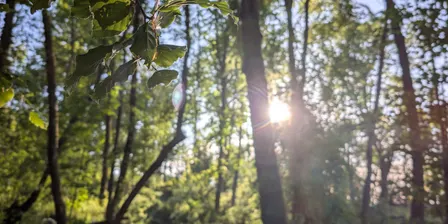 Forest Bathing Stirling - October