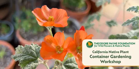 California Native Plant Container Gardening Workshop with Terrence Williams — Nov 22, 2026