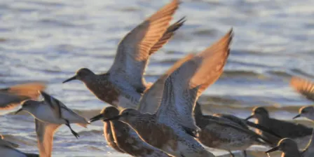 Adelaide International Bird Sanctuary Forum - 10 Years and Beyond