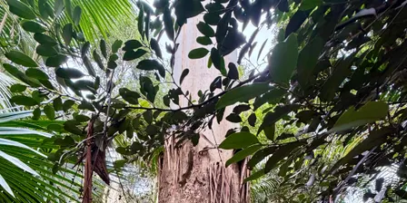 Discover Forest Bathing at Wollongong Botanic Garden