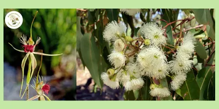 Walk on the Wildside - Get Wild About Wetlands
