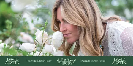 David Austin® Roses Master Class
