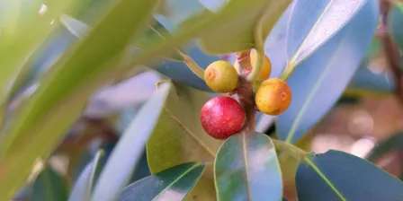 Perth Bushfood Plants - October 2026
