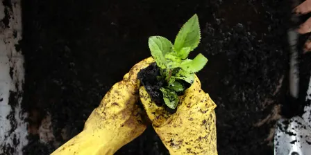 Weekly Growers Group - Fridays at Kensington Native Nursery 23rd Oct