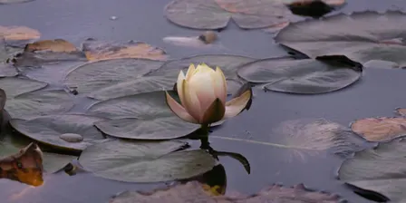 The Heart of Stillness