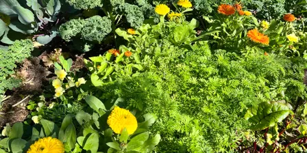 Heat Proofing Your Garden: Preparing for Summer