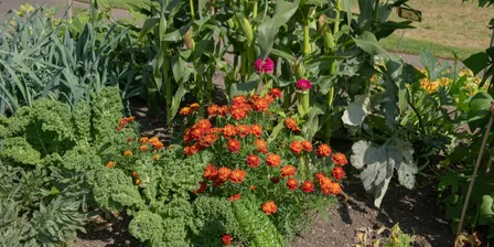 Companion Planting a Summer Vegetable Garden