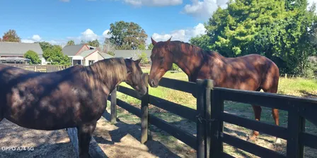 EQUINE ASSISTED THERAPY - Session One