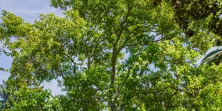 Successful Trees for Difficult Landscapes