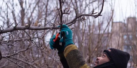 Biological Orchard Care Classes