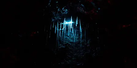 Hidden Howick: Glow worm discovery night!