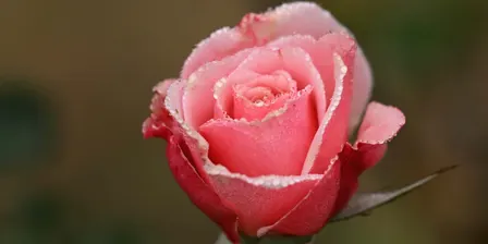 Rose Pruning Workshop