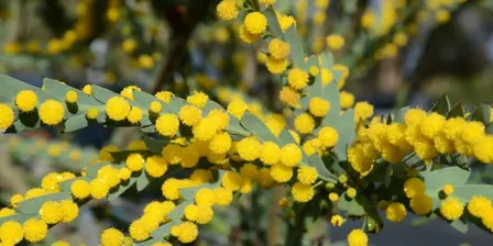 Native Botany - Fabaceae 101