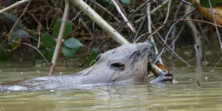 Beaver Enclosure Talk & Tour