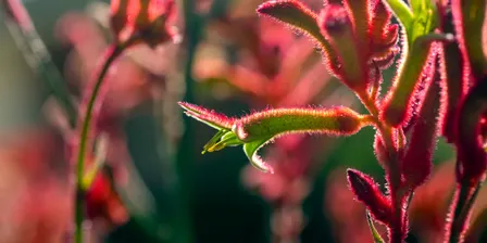 Thinking Green: Firewise Gardening