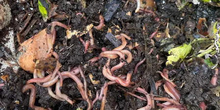 Introduction to Worm Farming