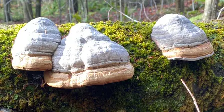 Ridley Creek State Park Mushroom Foray