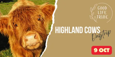 Daytrip - Highland Cows (departing Canberra for the Southern Highlands, NSW)