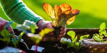 Spring Gardening Tips & Tricks