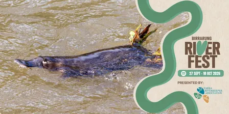 Discover the Platypus of the Birrarung
