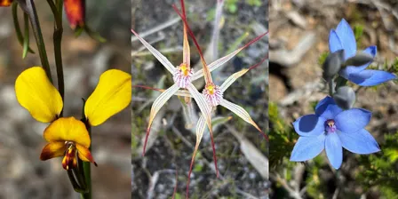 Local Orchids