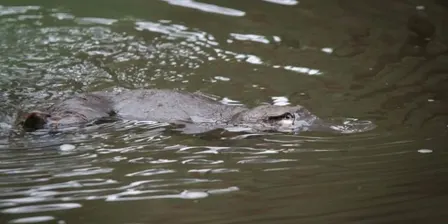 Platypus Monitoring Monday 21 September