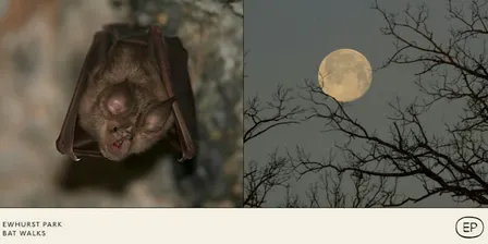 Bat Walks at Ewhurst Park