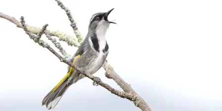 Recording Bird Song in the Wild