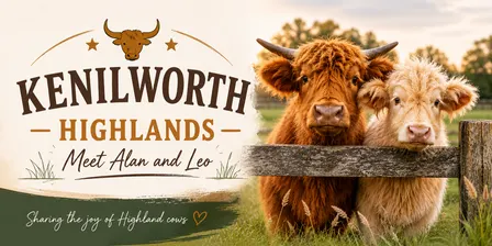 Highland Cow Experience